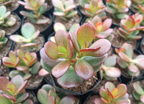 Green Golden Jade Plant on a windowsill, bathed in sunlight