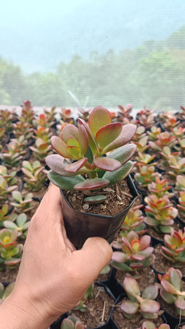 Top view of a healthy Green Golden Jade Plant