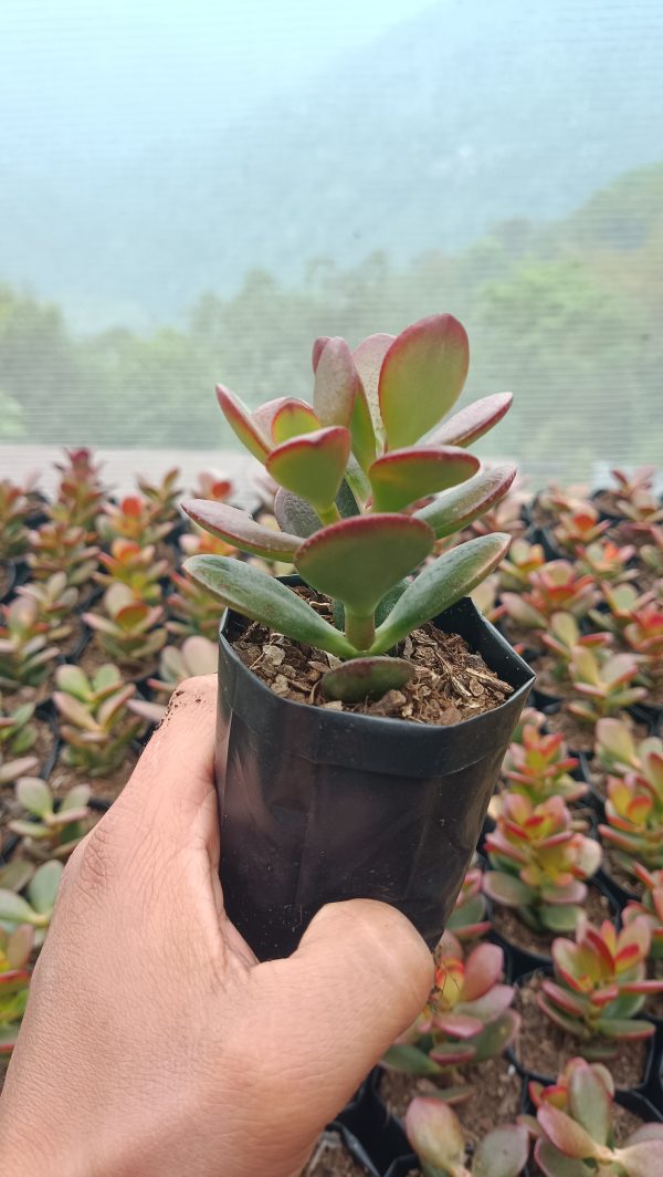 Green Golden Jade Plant in a modern office setting.