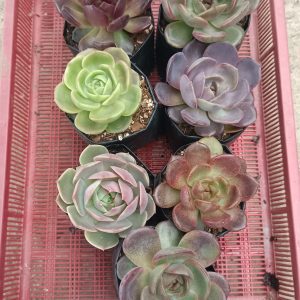 Colorful Echeveria Combo Set with vibrant succulents in various colors.