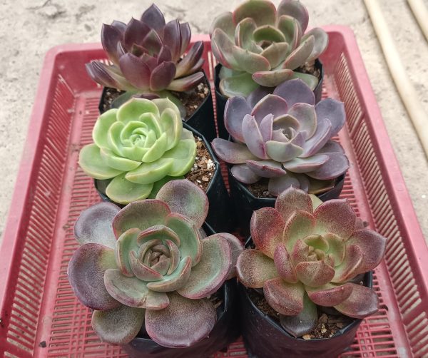 Hybrid Colorful Echeveria Combo Set of 6 in various vibrant colors.