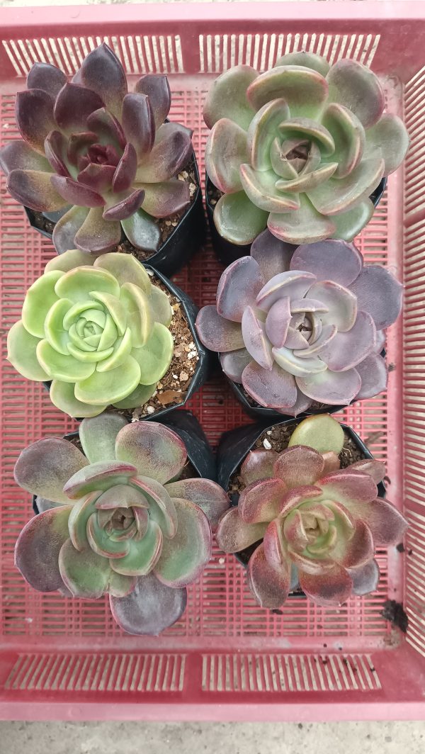 Top view of Hybrid Colorful Echeveria showing their compact and bushy growth.