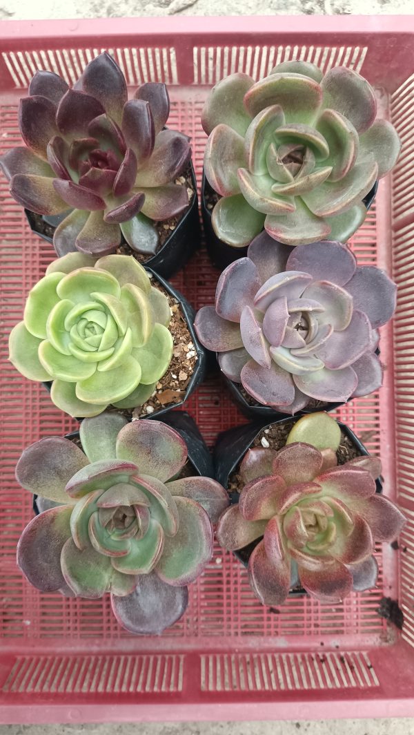 Hybrid Colorful Echeveria plants displayed in different settings like home, office, and garden.