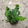 Cobra Fern Plant in a decorative pot.