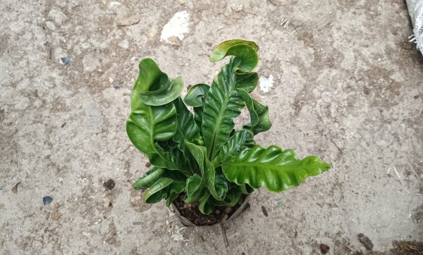 Cobra Fern Plant in a decorative pot.