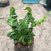 Aspidistra Elatior with long, slender leaves