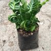 Cobra Fern Plant arrangement