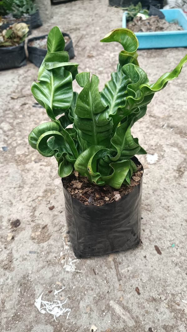 Cobra Fern Plant arrangement