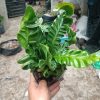 Aspidistra Elatior with curved leaves