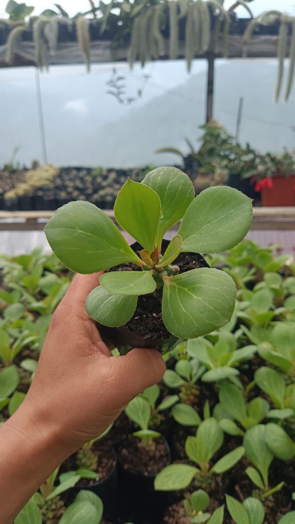 Euphorbia Monadenium succulent with cylindrical stems