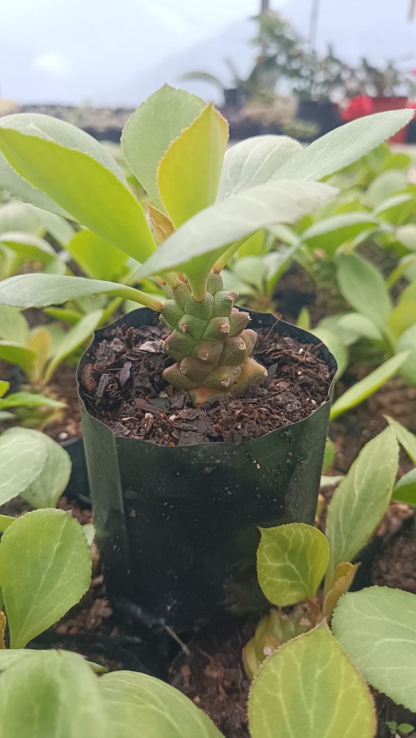 Euphorbia Monadenium plant in a decorative pot