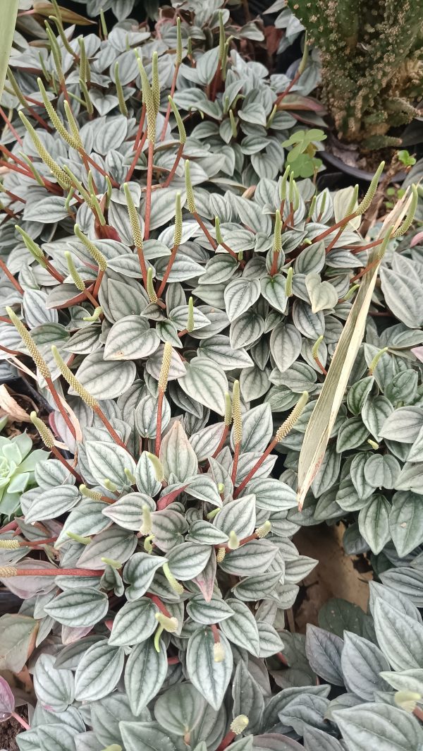 Peperomia Frost succulent close-up: "Frosty green Peperomia Frost succulent leaves."