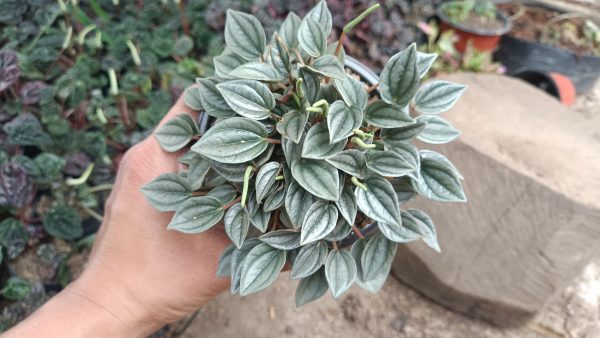 In a decorative pot: "Peperomia Frost succulent in a decorative pot."