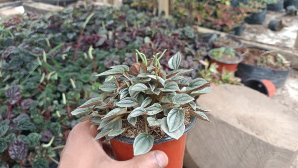 With other succulents: "Peperomia Frost among other succulents."