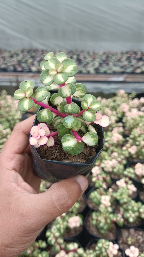 Close-up of Portulacaria Afra Variegated Elephant's Bush leaves