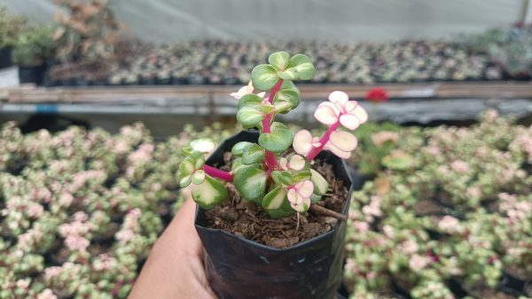 Portulacaria Afra Variegated Elephant's Bush in a decorative pot