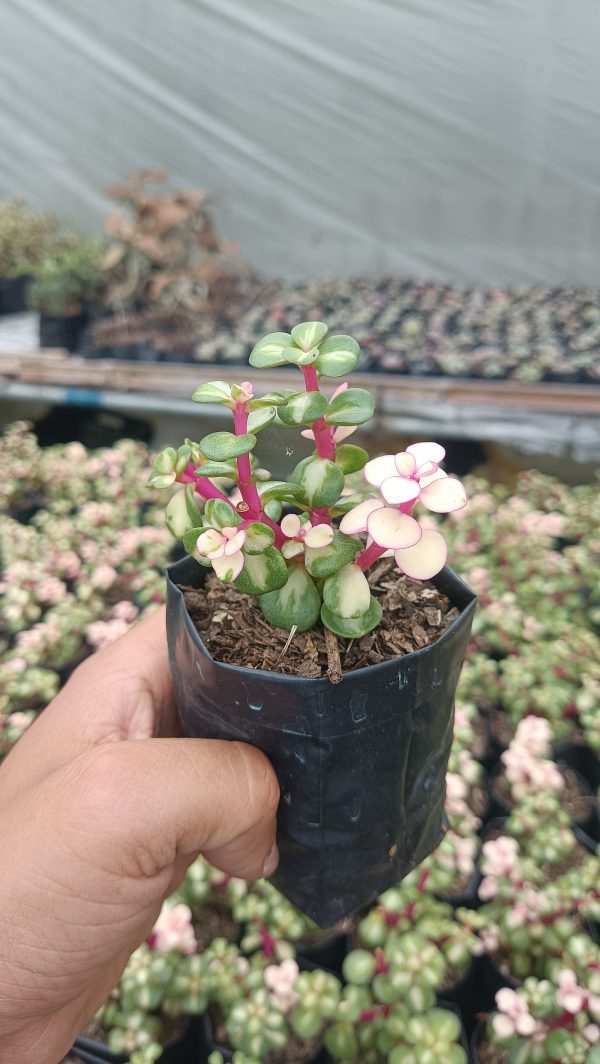 Variegated Elephant's Bush succulent on a windowsill