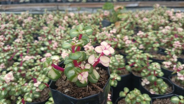 Portulacaria Afra Variegated Elephant's Bush in an office setting