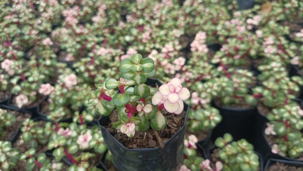 Outdoor garden display featuring Portulacaria Afra Variegated Elephant's Bush