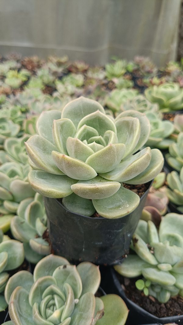 In an office: "Echeveria Fat Lady Rose succulent in an office."