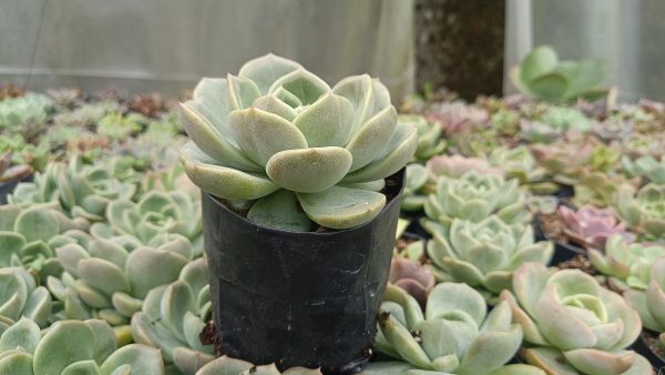 With other succulents: "Echeveria Fat Lady Rose among other succulents."
