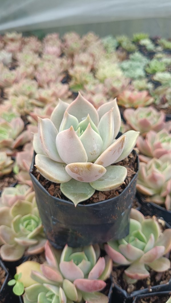 Close-up of Echeveria Madiba X Lola succulent rosette: "Close-up of Echeveria Madiba X Lola succulent, showcasing its unique rosette."