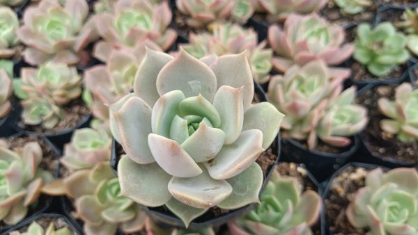 Echeveria Madiba X Lola in a decorative pot: "Echeveria Madiba X Lola succulent planted in a decorative pot."