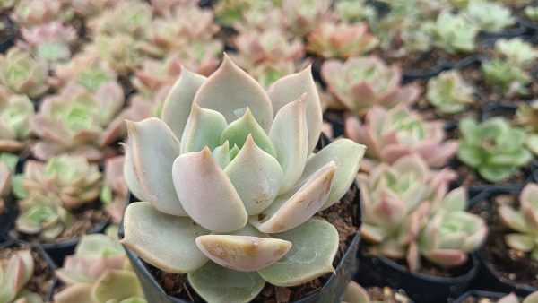 Echeveria Madiba X Lola with other succulents: "Echeveria Madiba X Lola succulent among a variety of other succulents."