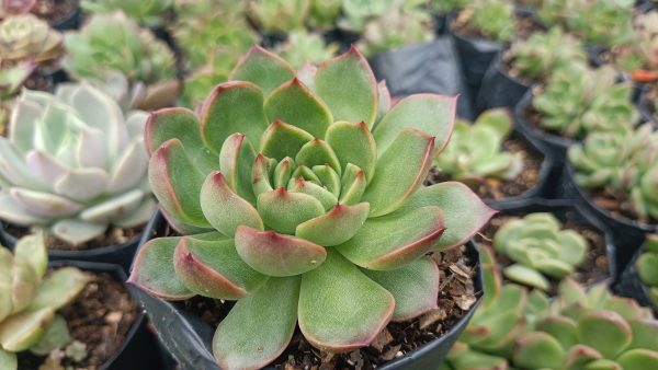 Close-up of Echeveria Gilva Red Succulent showcasing its vibrant red and green leaves.