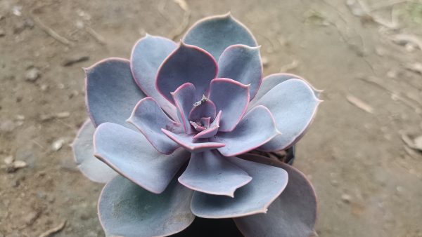 Pearl Von Succulent close-up showing iridescent leaves