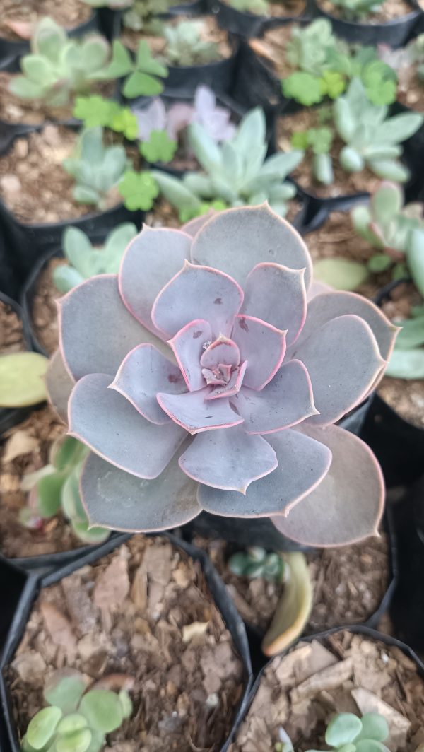 Healthy Pearl Von Succulent in a decorative pot.