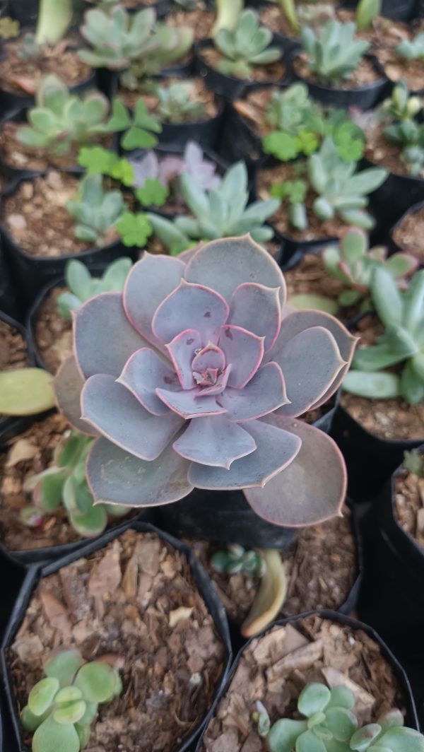 Pearl Von Succulent with water droplets on its leaves