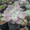 Graptopetalum Superbum Succulent in Pot