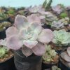 Close-up of Graptopetalum Superbum Rosette