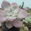 Graptopetalum Superbum on Office Desk