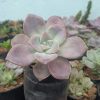 Graptopetalum Superbum in Garden Setting