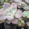Pastel-Hued Leaves of Graptopetalum Superbum