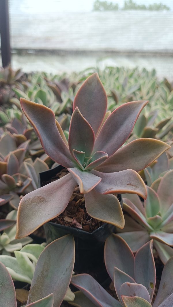 Close-Up of Graptoveria Fred Ives Rosette