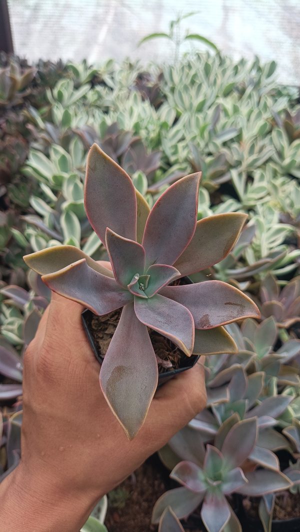Graptoveria Fred Ives Succulent in Garden Setting