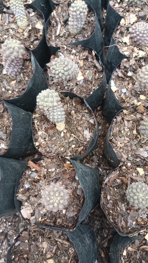 A Copiapoa Cactus in a stylish pot placed on a modern office desk, adding a touch of nature to the workspace.