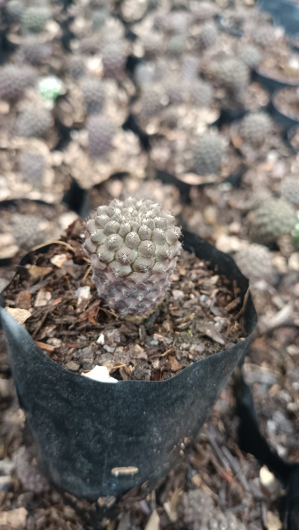 A detailed close-up shot of the Copiapoa Cactus, highlighting its unique spherical shape and dense clusters of spines.