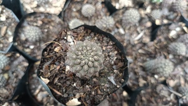 A Copiapoa Cactus thriving in an outdoor garden, surrounded by other succulents and rocks, showcasing its natural beauty.