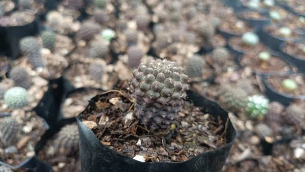 A Copiapoa Cactus basking in indirect sunlight on a windowsill, enhancing the indoor environment with its striking presence.