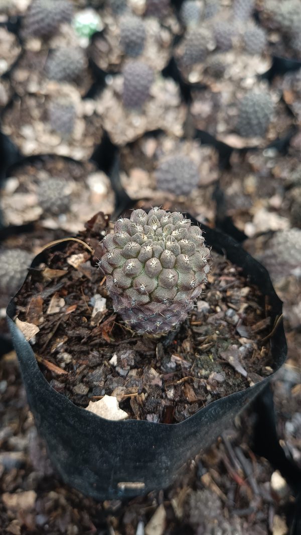 A potted Copiapoa Cactus displayed in a cozy living room, blending seamlessly with contemporary home décor.