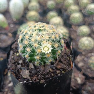 Mammillaria Roemeri Cactus in Decorative Pot