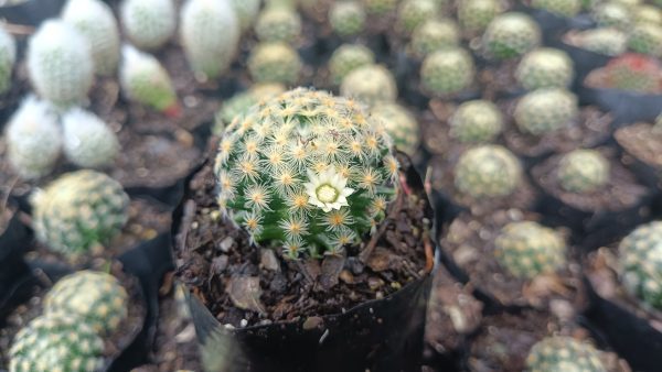 Mammillaria Roemeri Cactus in Decorative Pot