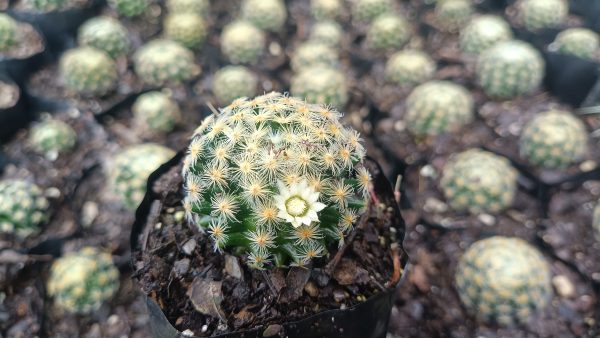 Close-Up of Mammillaria Roemeri Cactus Spines