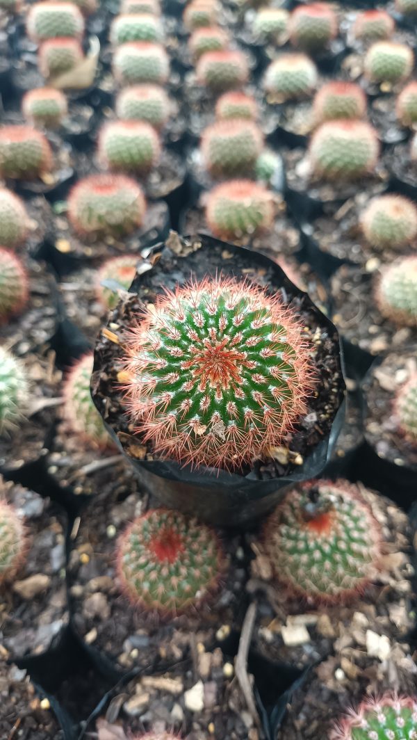Close-Up of Red Spines on Noto Rubra Cactus