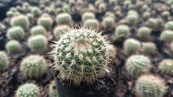 Mammillaria Yucatanensis Hybrid Cactus in Pot