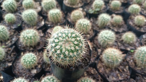 A detailed close-up of the spines of the Mammillaria Yucatanensis Hybrid Cactus, highlighting its unique and intricate texture.